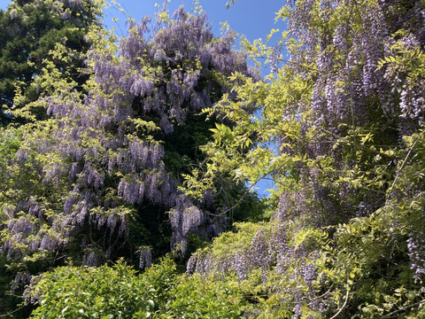 藤のハチミツさん　450g