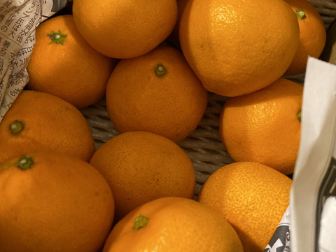 樹になったまま年越しした早生みかん　超熟早生みかん　１．８ｋｇ入り