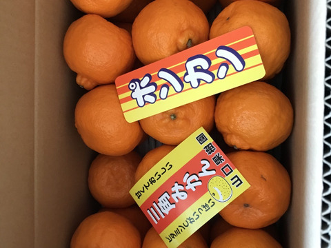 【予約販売】山口さん家のおすすめ‼︎ポンカン！(熊本特産ポンカン5キロ)