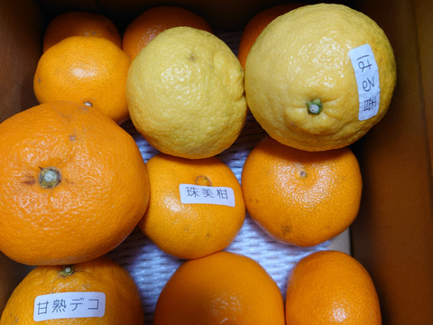 【柑橘食べ比べ】甘～いみかん！お手頃価格で食べきりサイズ！旬のこだわり柑橘をまるごと楽しむ！３～５種類入り！何の品種が入っているか「お楽しみかん」 ご家庭用　約2kg入【商品番号999】