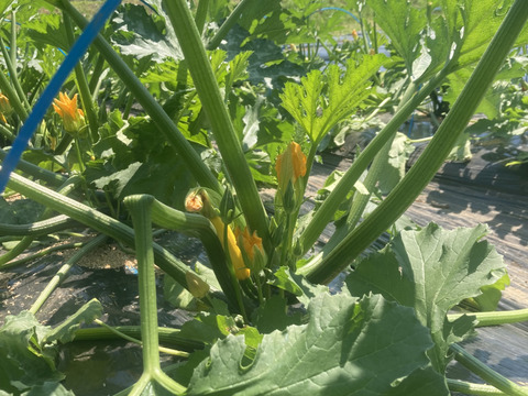 1kg4〜6本入り緑ズッキーニ!