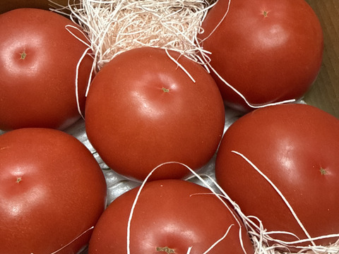 酸味と甘みのバランスが抜群！！三重県産 真っ赤な完熟大玉トマト『富丸ムーチョ』(約2.4㎏)