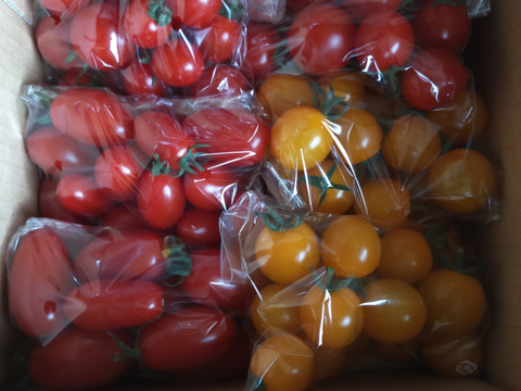 【札幌テレビ「どさんこワイド」で紹介！】高糖度 !　ミニトマト3種食べ比べセット(各500g)
