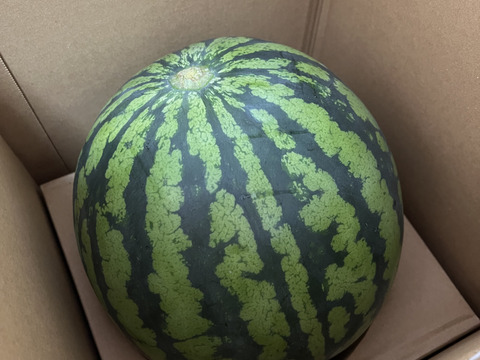 【夏ギフト】絶品のシャリあま。鳥取・北栄町の名産スイカ 8kg1玉