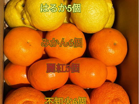 まるたま農園 柑橘詰め合わせ5種　ご家庭用(箱込約5kg)