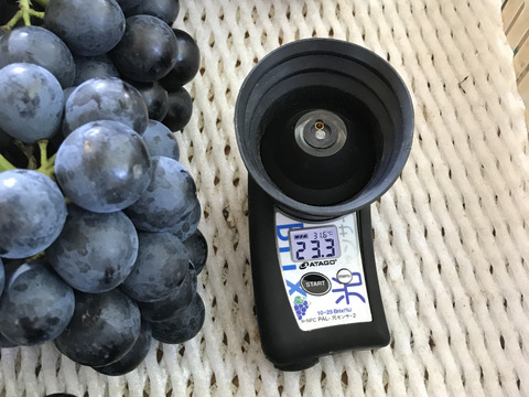 信州松本産ナガノパープルつぶつぶパック（１ｋｇ）