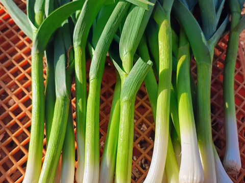 ビール酵母で育てた金剛種の葉ニンニク　3キロ　濃香、肉厚仕上げ