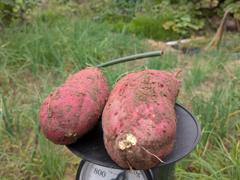 さつまいも5キロ さつまいも5kg ☆１枚目の写真が約1kgなので✕5☆掘りたて☆農薬、化学肥料、除草剤不使用☆