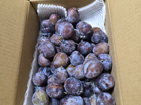 トレジティ　生プルーン　3k