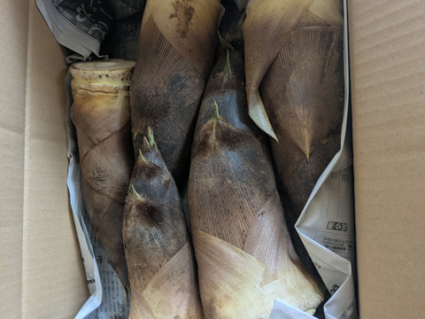 【自然栽培】　谷定孟宗（タケノコ）3kg