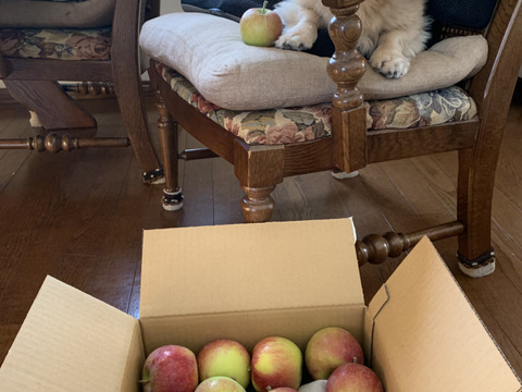 信州りんごプライスダウン🍎4キロ(ふじ小玉極小玉)
