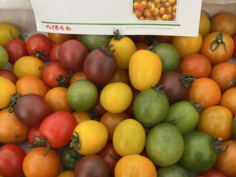 【3/31まで20%オフ】《食卓に彩りを》ビビッドカラフルミニトマト(1.3㎏)【トマト食べ比べ】