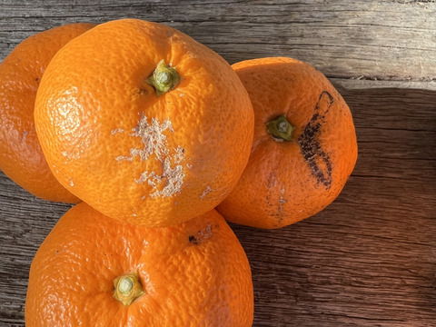 【柑橘食べ比べ】チビ湘南ゴールド500g&お家みかん2kg