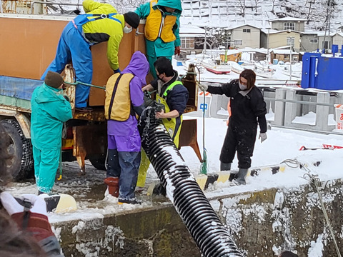 【父の日ギフト】ぜひお刺身で！輝サーモンフィーレ　Sサイズ真空-60冷凍
