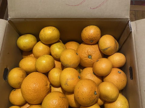 清見オレンジ（訳あり・10kg）