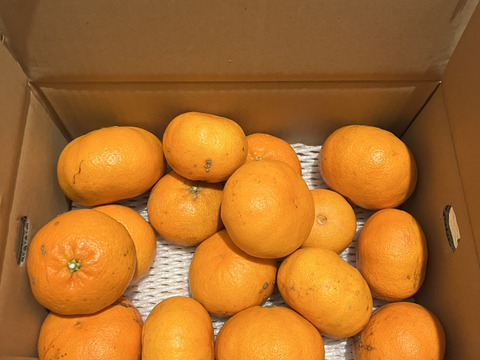 【濃厚な極あま】「甘平」4キロ　ご家庭用