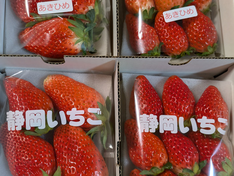 4Pいちご狩りの美味しさをお届け！伝統の石垣いちご（270g×4パック）