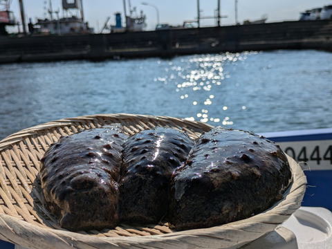 活赤ナマコ　素潜り漁　1kg（2〜3個）