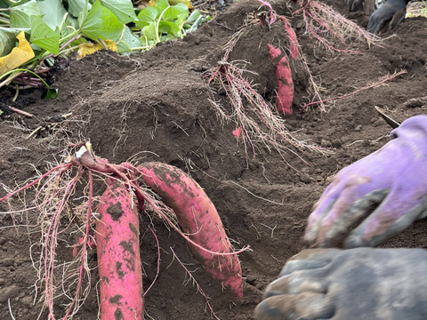 【母の日ギフト】💐おまけ付き💐 ③ アグロファームの『紅はるか』母の日福袋 ③ 一口食べたら止まらない!?イチ押し☆さつまいもチップス♪　　　ご自宅用にもオススメ💖