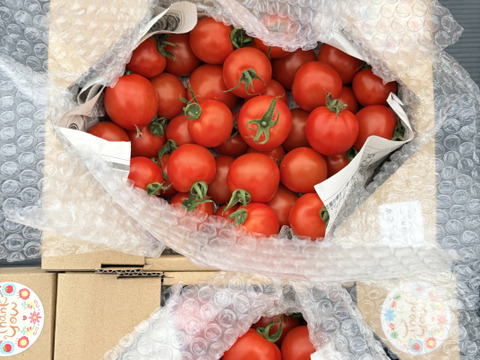 豊作特価⭐️甘くて柔らかい！中玉トマトフルティカ１キロ
