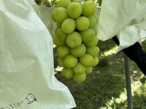 ⭐️熊本県産 シャインマスカット  1.3kg(少々超えます) 2房〜3房