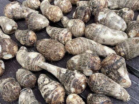 とれたて里芋2kg【栽培期間中農薬不使用】