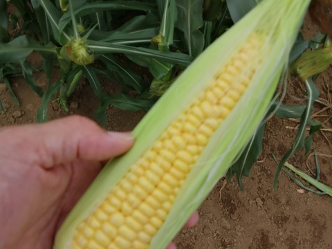 鮮度バツグン【朝採り】千葉県産とうもろこし
【味甘ちゃん】🉐2Lサイズ13本でお届け🉐当日発送