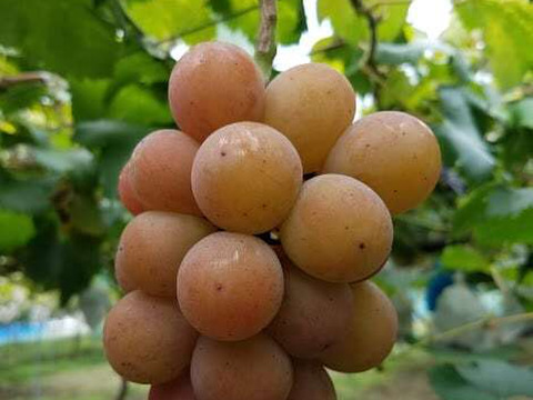 【ご家庭用3～4房】ぶどう食べ比べセット（品種おまかせ／約1.3kg）