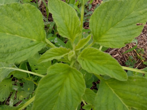 下　自然栽培の栗1.5キロと食べて美味しい野草3種のセット⭐オマケ付き⭐
