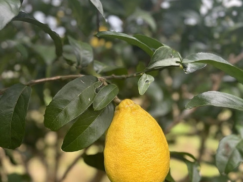 大きくてまろやかな酸味！グリーンレモン　黄色くなりました！１ｋｇ