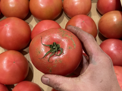 【復帰祭】お得な訳ありトマト2kg (8〜15玉)【福岡県産トマト】！4kg、8kgもあります！