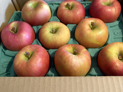 🏆2025年りんごGP金賞受賞🎊青森県産りんご　蜜たっぷり葉とらず高徳　家庭用3㎏【9～12個入り】