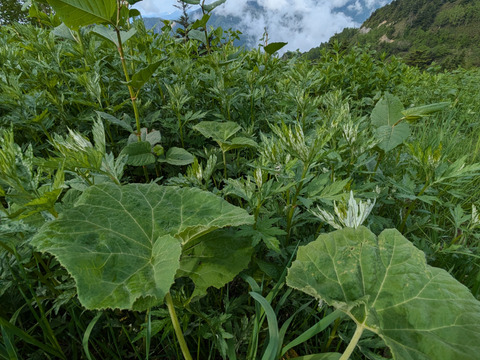 山ふき　約1kｇ程度　サイズバラバラ　 背丈20-30センチ　葉無しの茎のみで送ります。