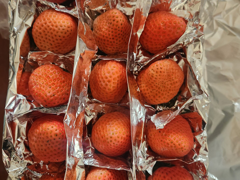 希少品種「桃薫」大粒２パック（9～20粒 約300g×2）贈答用 ブランドいちご イチゴ 苺 ギフト スイーツ 果物 プレゼント 贈り物 お礼品 誕生日