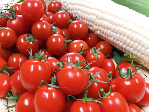 石井食品おまけ付　食卓に笑顔を　真っ赤なみにとまと 1.5kg【トマト食べ比べ】