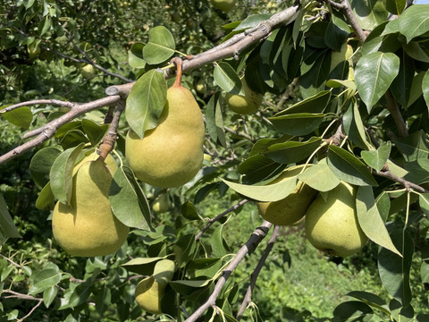 農薬節減★洋梨 マルゲリット・マリーラ 約5キロ/バラ詰 10〜20個 家庭用 【9月上旬〜】