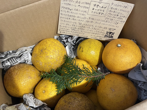 MOTTAINAIみかん！和製グレープフルーツ【河内晩柑】箱込み4kg 栽培期間中農薬不使用だからこそお届けできる冬でも食べられる天草特産の和製グレープフルーツ