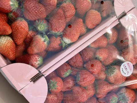 【規格外】ジャム用・たっぷり約1.5kg