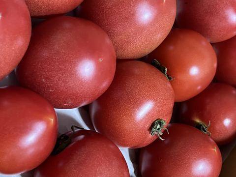 【自然栽培】大好評中玉トマト🍅✨M（1.5㎏）