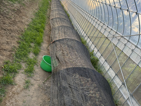 生で食べて欲しい！甘くて美味しい新タマネギ　5ｋｇ