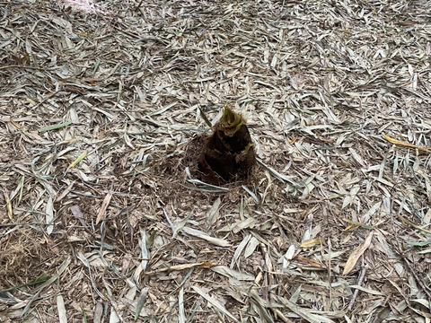 【訳あり】生タケノコ　1.5kg（箱の重さ含めず）