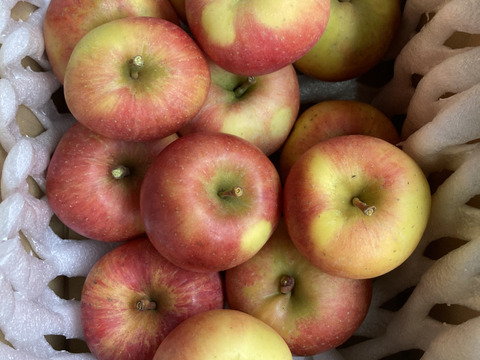 超希少！完全農薬無し栽培　葉取らず訳ありこうとく　1.5キロ以上入