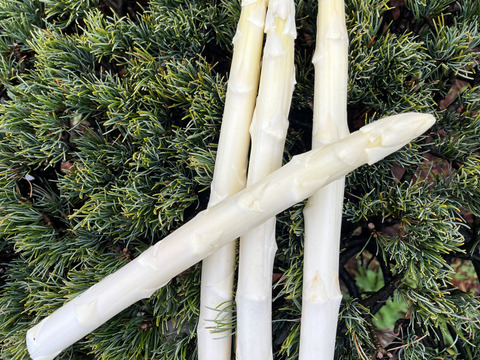 香川県産ホワイトアスパラ「さぬきのめざめ」Lサイズ1キロ