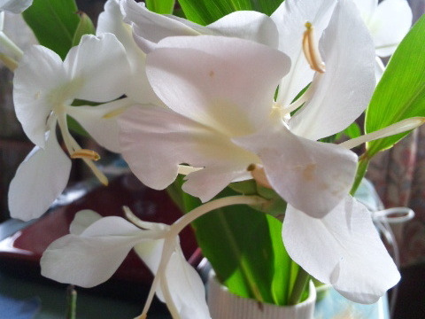 花鉢　ジンジャーホワイトリリー　21㎝ビニールポット