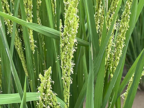 【年始セール】自然栽培「ミズホチカラ」米粉　１ｋｇＸ５袋