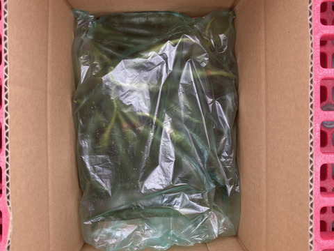 南房総市産!!フレッシュな青唐辛子（ホットパラソルＥＸ）500g