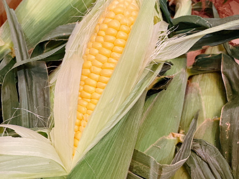 《フルーツのようなミラクルスイートコーン》味来　10本入り