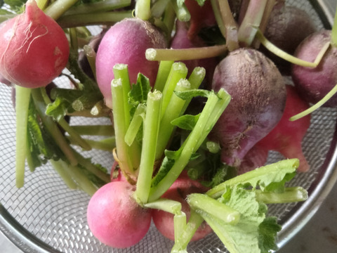 ラディッシュ200g