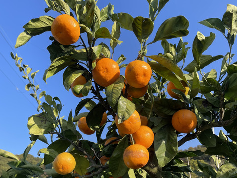 【本場・下津蔵出しみかん】土壁蔵で木箱仕込みし寝かせた熟成みかん｜農家直送