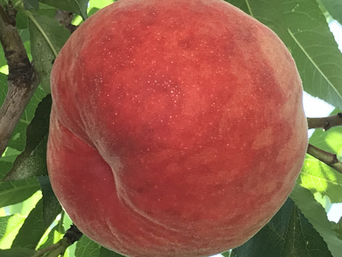 山梨県産かための”甘〜い桃” 約３kg（８～11玉）【冷蔵便】贈答　ギフト　ご家庭にも